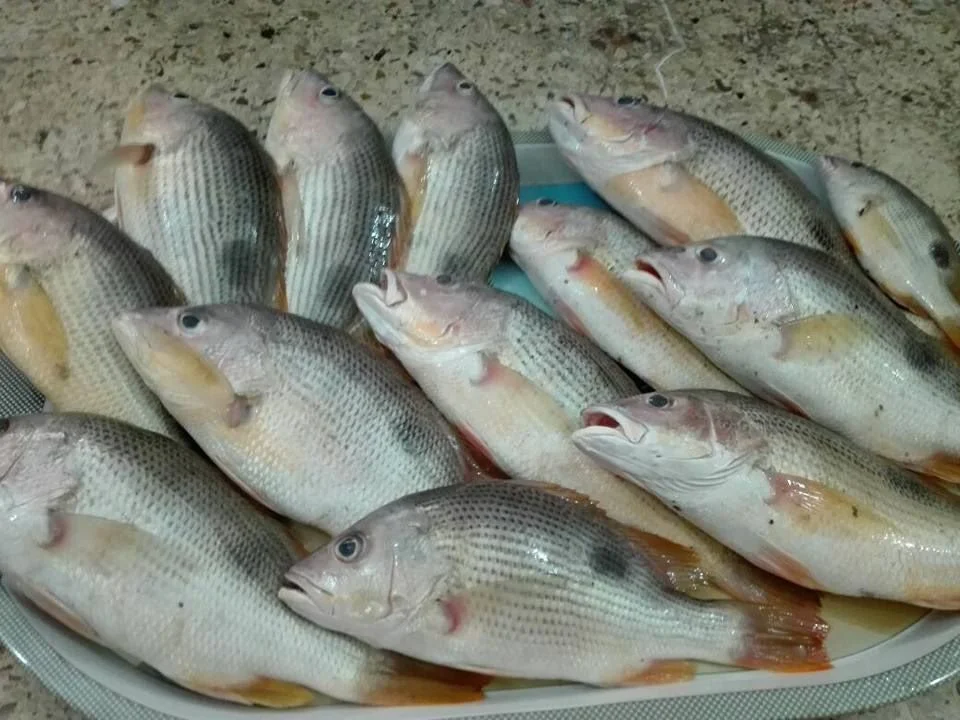 Frozen Red Snapper for sale in bulk - GRUPE AFRICA