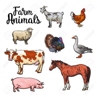 Livestock & Farm Animals