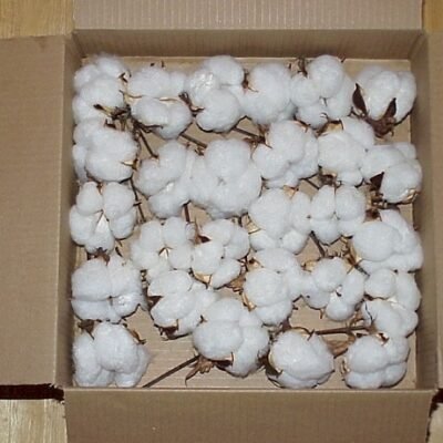 Raw Cotton
