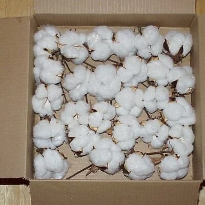 Raw Cotton