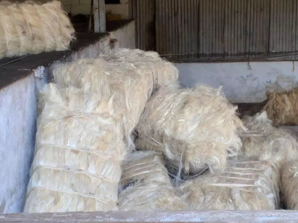 Sisal Fiber for Sale - Grupe Africa Best wholesale suppliers in Africa
