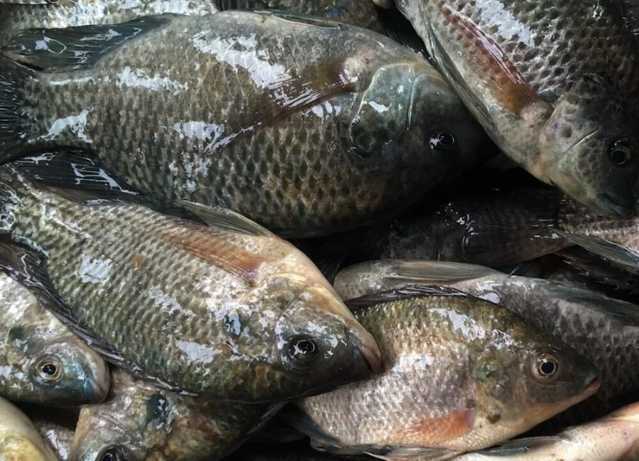 black tilapia wholesale price
