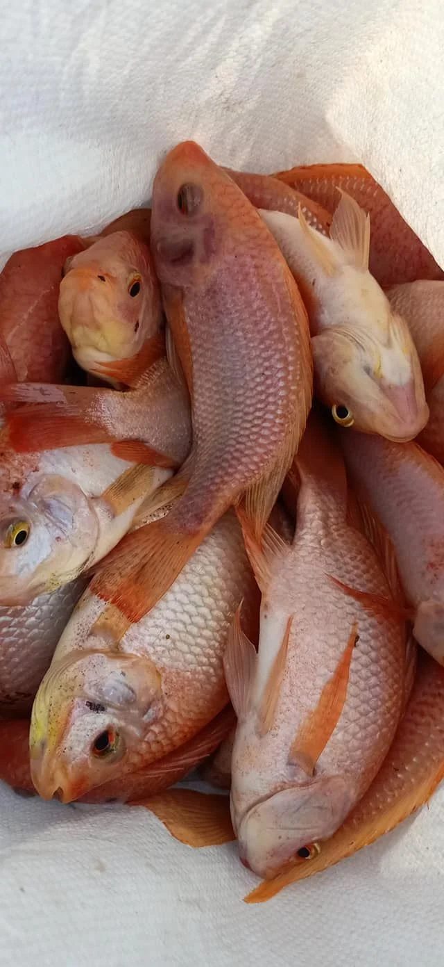 red tilapia for sale - GRUPE AFRICA