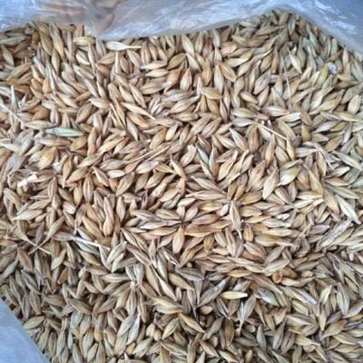 Wheat Grains
