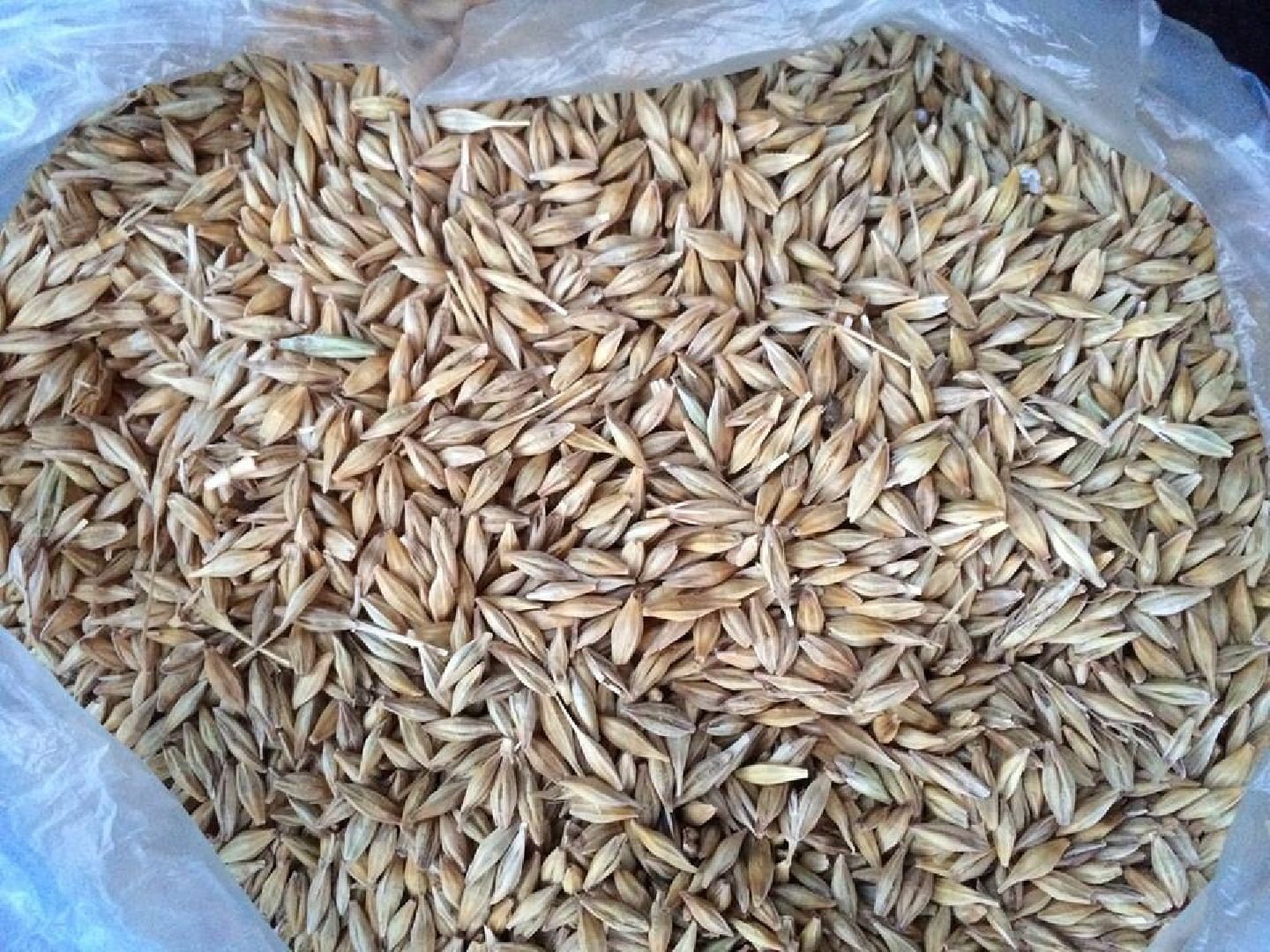 Wheat Grains