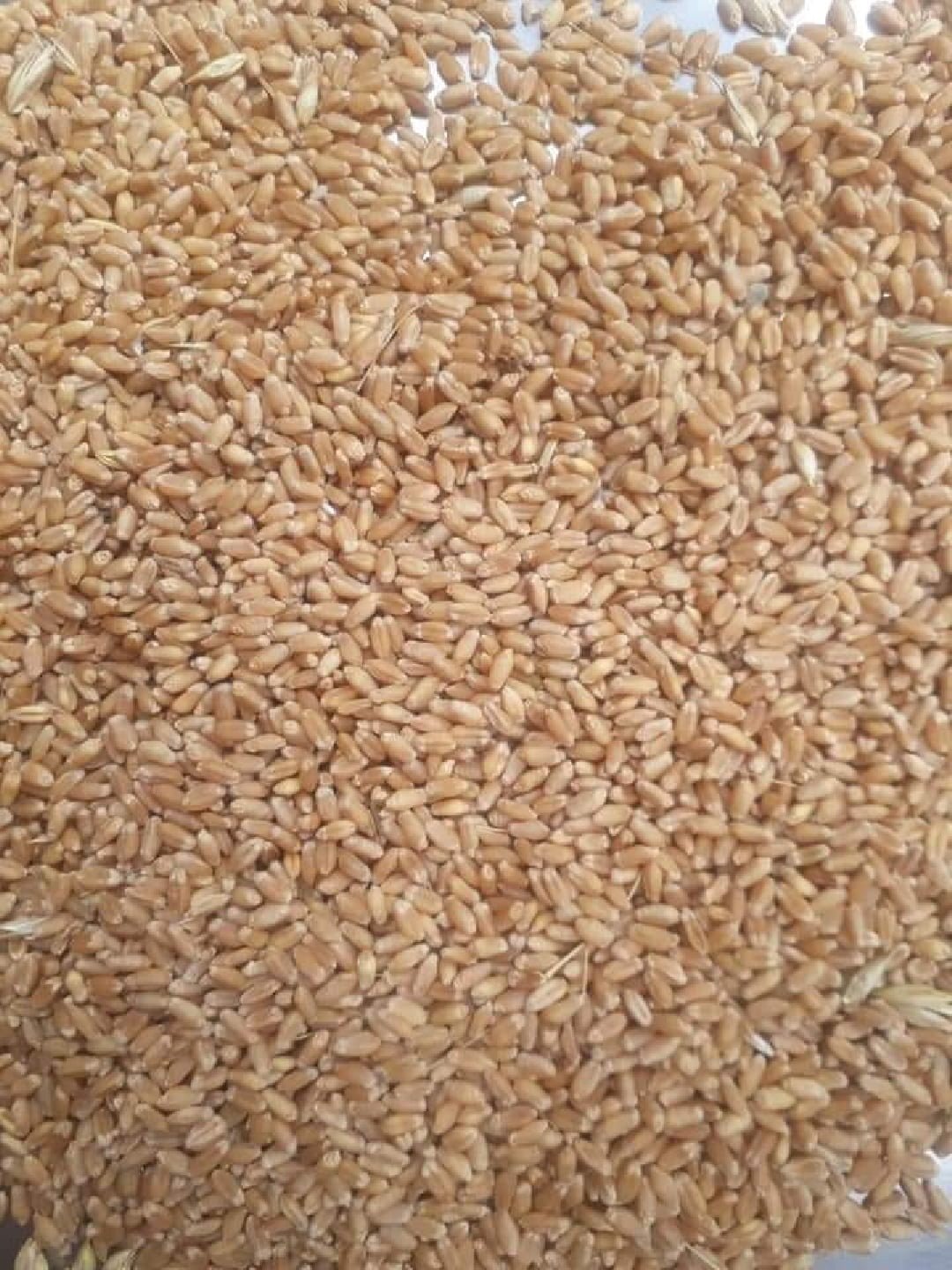 Wheat Grains