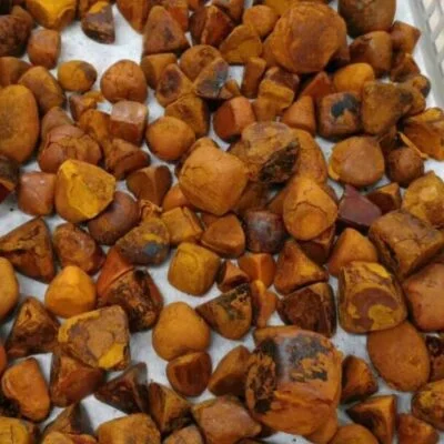 Buy Ox Gallstones