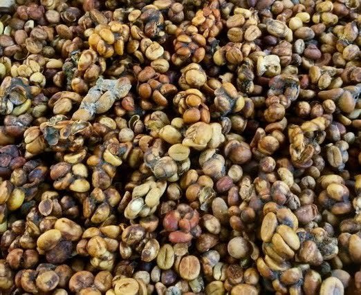 Kopi Luwak Coffee Beans