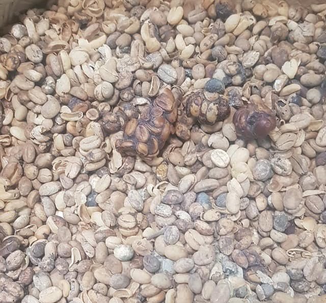Kopi Luwak Coffee Beans