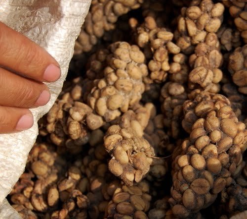 Kopi Luwak Coffee Beans