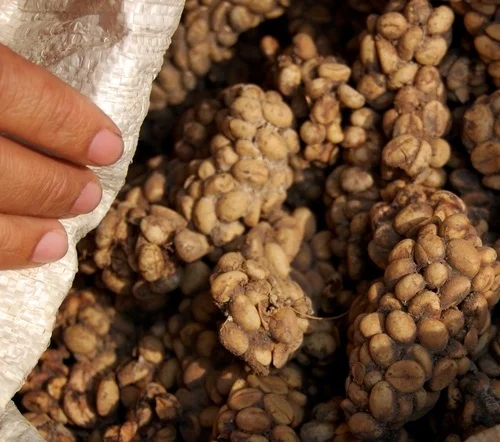 Kopi Luwak Coffee Beans