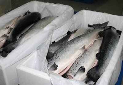 Frozen Fishes Exporter