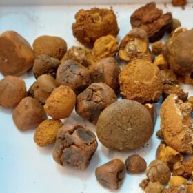 Deciphering the Value A Breakdown of Cow Gallstones Price per Gram