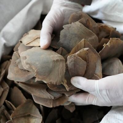 Pangolin Scales Wholesale